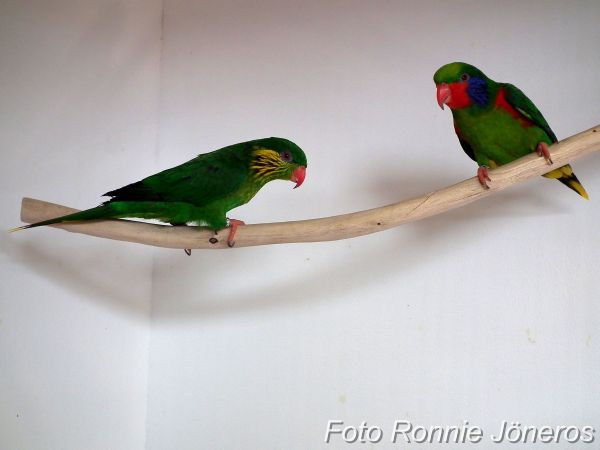 lory